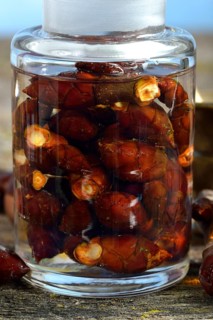 Production of chestnut bud tincture