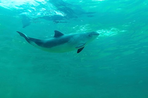 Harbour porpoise