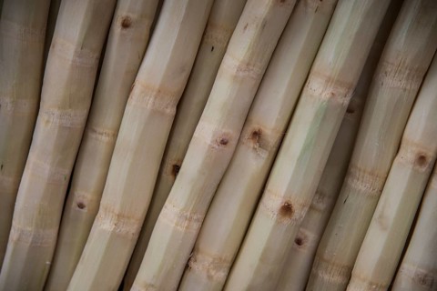 Peeled Bamboo stems at a market