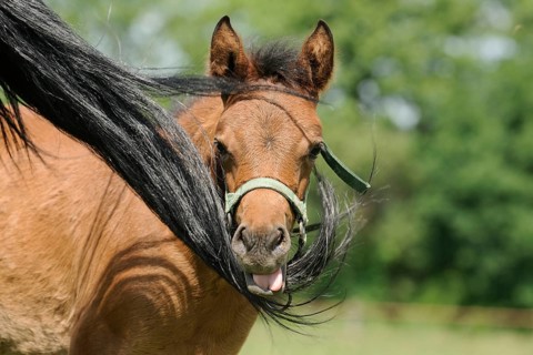 Arabian thoroughbred