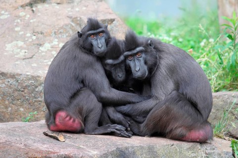Celebes Crested Macaques