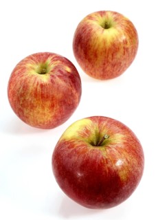 Malus domestica