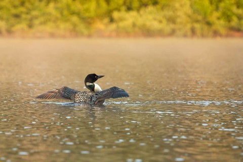 Great Northern Diver