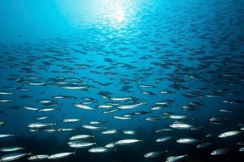 Swarm of the deep-sea round shell