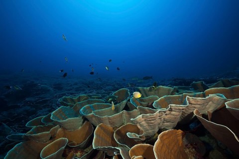 Squamate coral