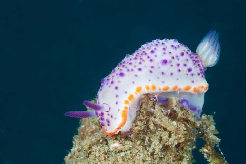 Magnificent slug
