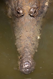 Freshwater crocodile