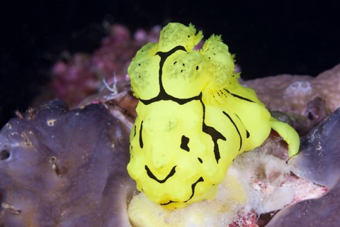 Yellow neon star snail
