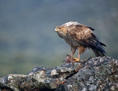 Bonelli's eagle