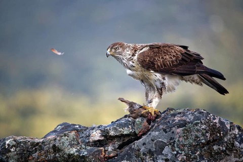 Bonelli's eagle