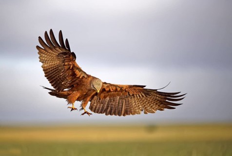 Black kite