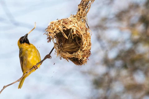 Southern Masked Weaver