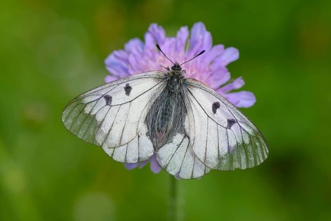 Male Black Apollo