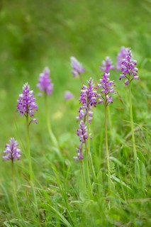 Military orchid