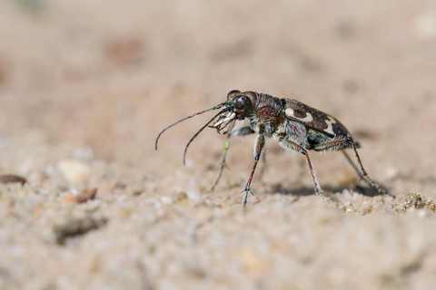 Dune Sand Beetle