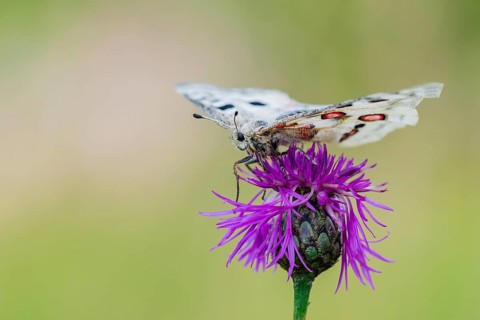 Red Apollo butterfly female