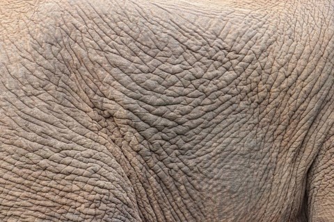 African elephant