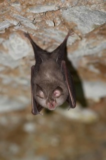 Lesser horseshoe bat