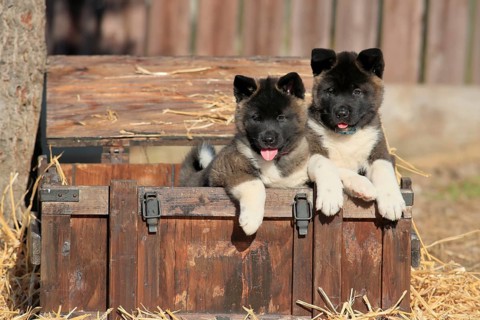 American Akita puppies