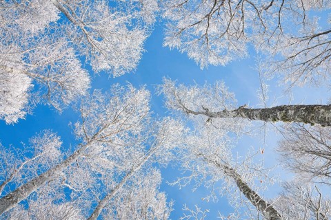 Tree tops of deep snow covered beech forest against blue sky in Neuchatel Jura