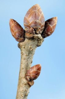 English oak