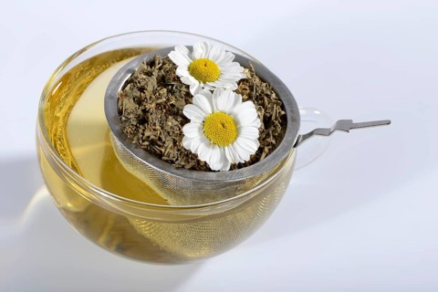 Cup of butterwort tea