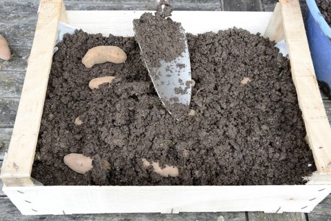 Potatoes