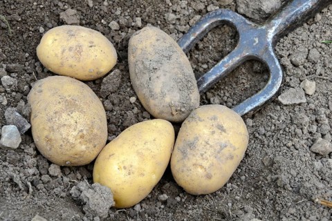 Potatoes
