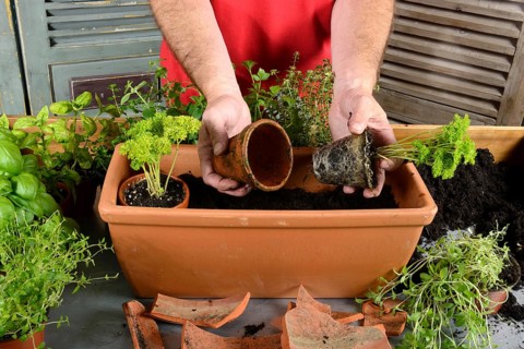 Planting of plant pots with herbs
