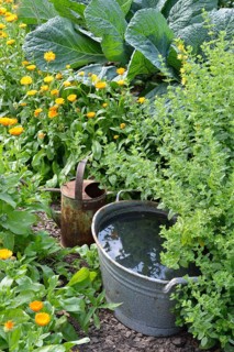 Production of stinging nettle liquid manure