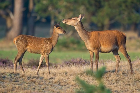 Red deer