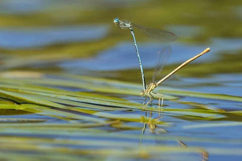 White-legged damselfly