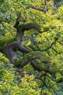 Old Oak