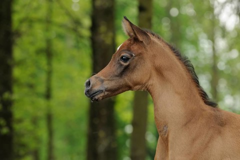 Arabian thoroughbred