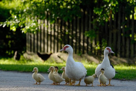 Native Muscovy Duck