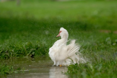 Native Muscovy Duck