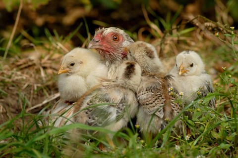 Domestic Chicken