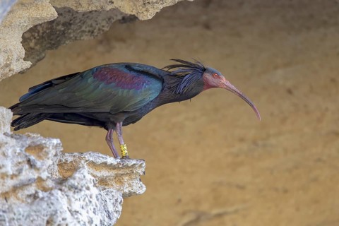 Northern bald ibis