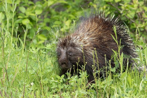 North American porcupine