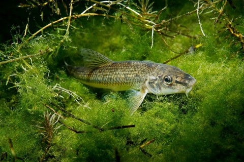 Gudgeon