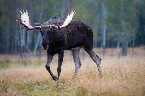 Elk