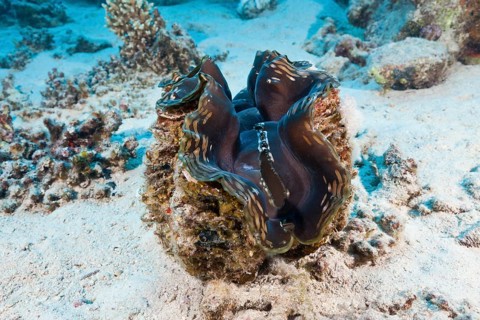 Giant Clam on sandy Bottom