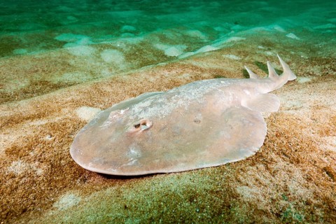 Giant tremor ray