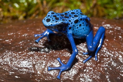 Blue blue poison arrow frog