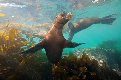 California sea lion
