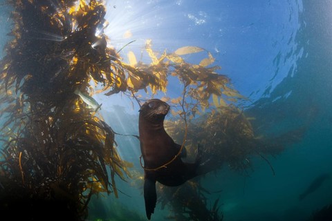 California sea lion
