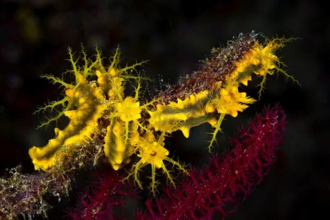Yellow sea cucumber