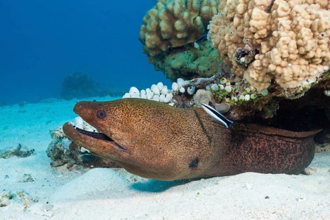 Giant Moray moray