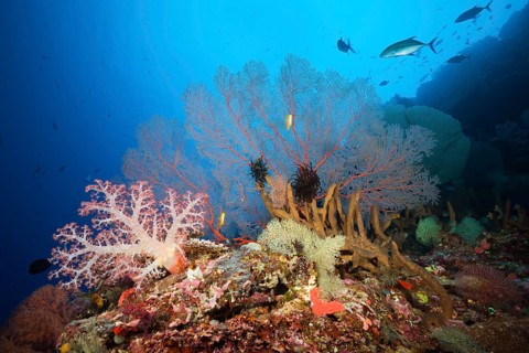 Species-rich coral reef