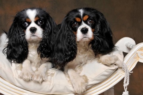Cavalier King Charles Spaniel